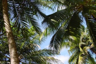 Le ciel de Rihiveli à travers les palmiers
