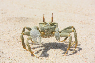 Le crabe des cocotiers