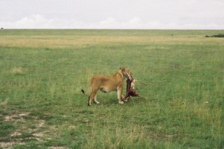 Le festin des gupards... et des lions ! (10/10)