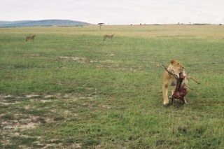 Le festin des gupards... et des lions ! (9/10)