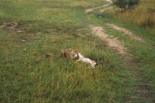 Le festin des gupards (1/10)