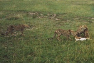 Le festin des gupards (2/10)