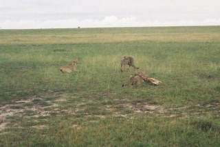 Le festin des gupards (3/10)