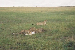 Le festin des gupards (4/10)