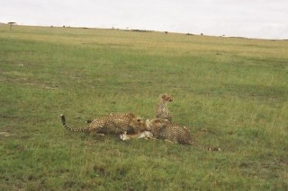 Le festin des gupards (5/10)