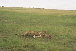 Le festin des gupards (6/10)