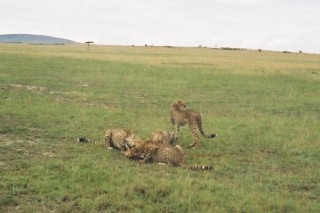 Le festin des gupards (7/10)