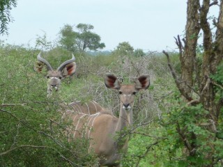 Le nyala