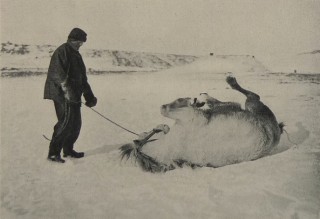 Le poney Michael se roulant sur la glace