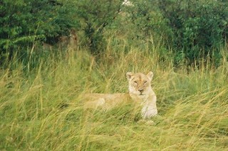 Le repre des lions (1/2)