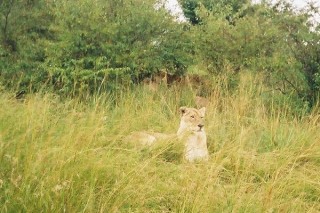 Le repre des lions (2/2)