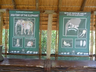 Le sanctuaire de lphants de Hazyview