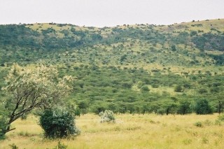 Les collines du Masa Mara