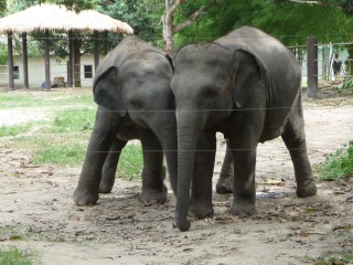 Les éléphanteaux