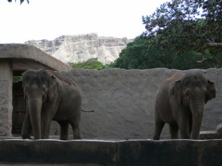 Les lphants
