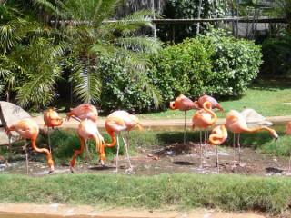 Les flamands roses Les flamands roses