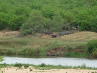 Les hippopotames de la rivire Letaba