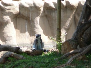 Les lémuriens Les lémuriens