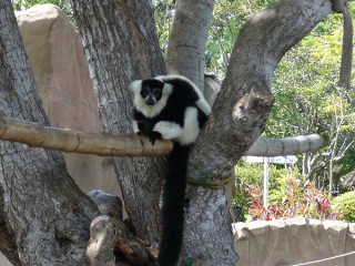 Les lémuriens Les lémuriens