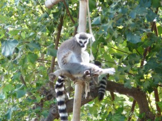 Les lémuriens Les lémuriens