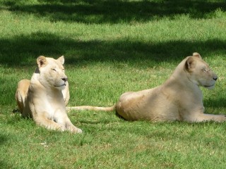 Les lionnes