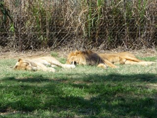 Les lions