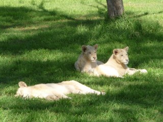 Les lions