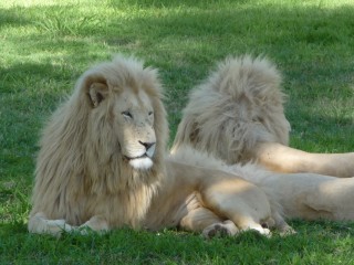 Les lions blanc