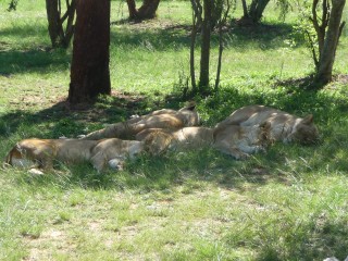 Les lions font la sieste