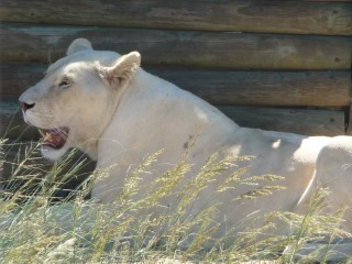 Les lions recueillis et protgs par le parc (11/18...