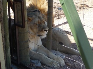 Les lions recueillis et protgs par le parc (1/18...