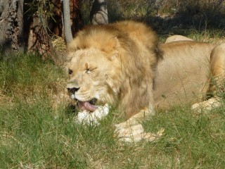 Les lions recueillis et protégés par le parc (14/18)