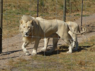 Les lions recueillis et protgs par le parc (16/18...