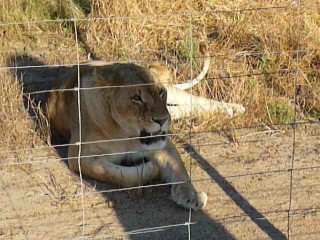 Les lions recueillis et protégés par le parc (17/18)...