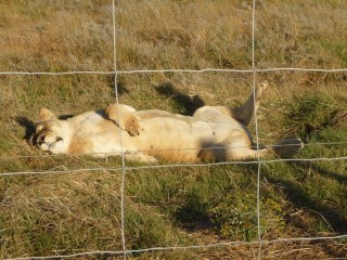 Les lions recueillis et protégés par le parc (18/18)...