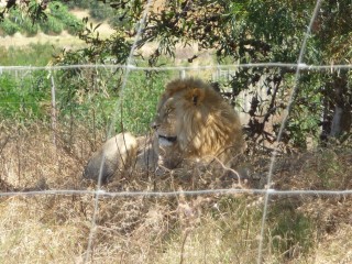 Les lions recueillis et protgs par le parc (2/18...