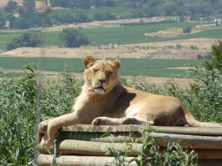 Les lions recueillis et protgs par le parc (4/18...