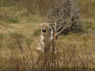 Les lions recueillis et protgs par le parc (5/18...