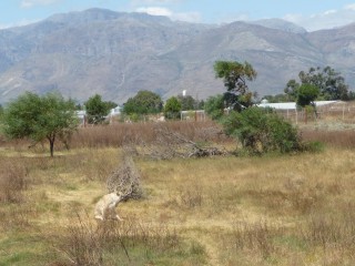 Les lions recueillis et protgs par le parc (6/18...