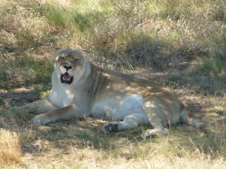 Les lions recueillis et protgs par le parc (8/18)