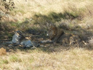 Les lions recueillis et protégés par le parc (9/18...