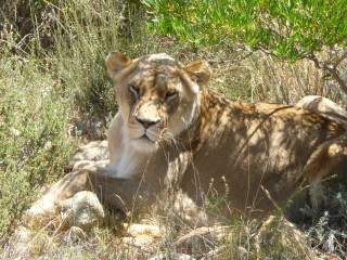 Les lions, second enclos (2/7)