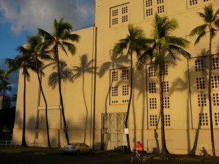 Les ombres des palmiers le soir