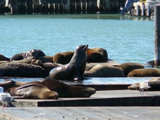 Les otaries