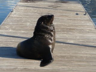 Les otaries du port