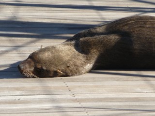 Les otaries du port