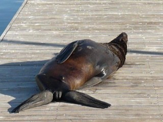 Les otaries du port