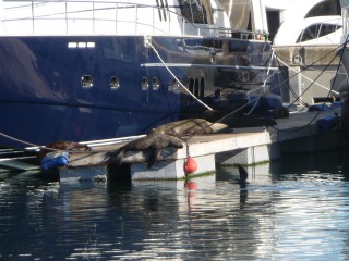 Les otaries du port