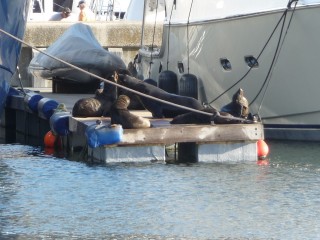 Les otaries du port