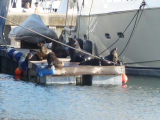 Les otaries du port